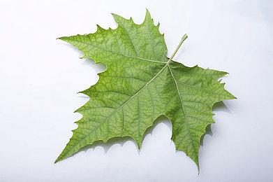 《宝可梦传说 阿尔宙斯》发布1.0.2更新补丁 修复若干bug